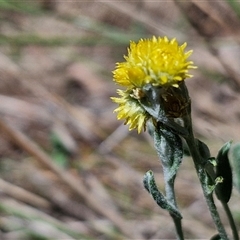 Chrysocephalum apiculatum at Tirrannaville, NSW - 20 Dec 2024 by trevorpreston