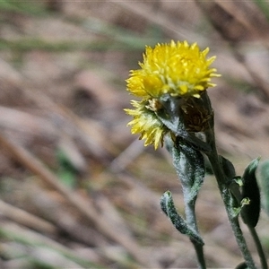 Chrysocephalum apiculatum at Tirrannaville, NSW - 20 Dec 2024 02:37 PM