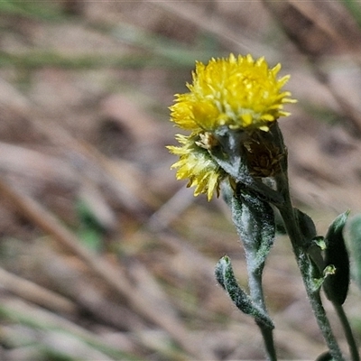 Chrysocephalum apiculatum (Common Everlasting) at Tirrannaville, NSW - 20 Dec 2024 by trevorpreston