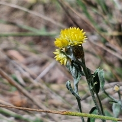 Chrysocephalum apiculatum at Tirrannaville, NSW - 20 Dec 2024 02:37 PM