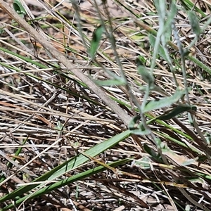 Chrysocephalum apiculatum at Tirrannaville, NSW - 20 Dec 2024 02:37 PM