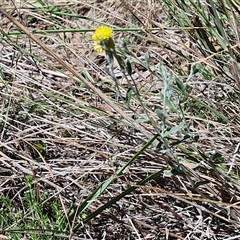 Chrysocephalum apiculatum at Tirrannaville, NSW - 20 Dec 2024 02:37 PM