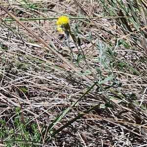 Chrysocephalum apiculatum at Tirrannaville, NSW - 20 Dec 2024 02:37 PM