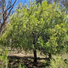 Exocarpos cupressiformis at Tirrannaville, NSW - 20 Dec 2024 by trevorpreston