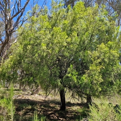 Exocarpos cupressiformis (Cherry Ballart) at Tirrannaville, NSW - 20 Dec 2024 by trevorpreston