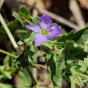 Veronica calycina at Tirrannaville, NSW - 20 Dec 2024 02:35 PM