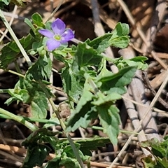 Veronica calycina at Tirrannaville, NSW - 20 Dec 2024 02:35 PM