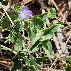 Veronica calycina at Tirrannaville, NSW - 20 Dec 2024 02:35 PM