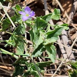 Veronica calycina at Tirrannaville, NSW - 20 Dec 2024 02:35 PM