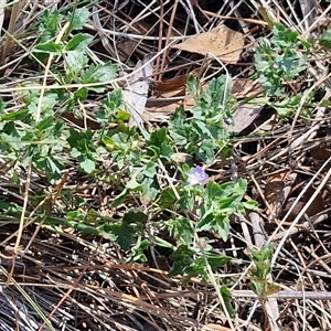 Veronica calycina at Tirrannaville, NSW - 20 Dec 2024 02:35 PM