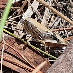 Praxibulus sp. (genus) (A grasshopper) at Tirrannaville, NSW - 20 Dec 2024 by trevorpreston