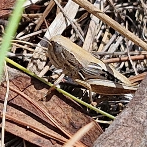 Praxibulus sp. (genus) (A grasshopper) at Tirrannaville, NSW by trevorpreston