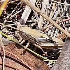 Praxibulus sp. (genus) at Tirrannaville, NSW - 20 Dec 2024