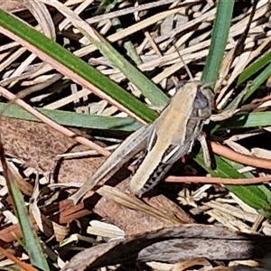 Praxibulus sp. (genus) at Tirrannaville, NSW - 20 Dec 2024