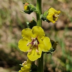 Verbascum virgatum (Green Mullein) at Tirrannaville, NSW - 20 Dec 2024 by trevorpreston