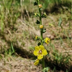 Verbascum virgatum at Tirrannaville, NSW - 20 Dec 2024 02:32 PM