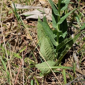 Verbascum virgatum at Tirrannaville, NSW - 20 Dec 2024 02:32 PM