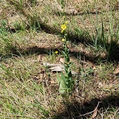 Verbascum virgatum at Tirrannaville, NSW - 20 Dec 2024 02:32 PM