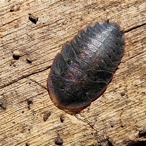 Laxta sp. (genus) (Bark cockroach) at Tirrannaville, NSW by trevorpreston