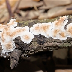 Byssomerulius corium (Netted Crust) at Yarralumla, ACT - 10 Dec 2024 by TimL