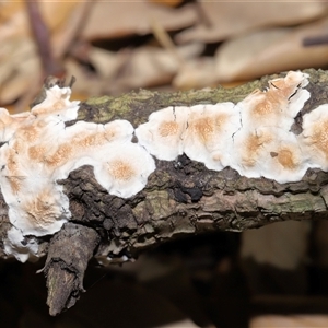 Unidentified Other fungi on wood at Yarralumla, ACT by TimL