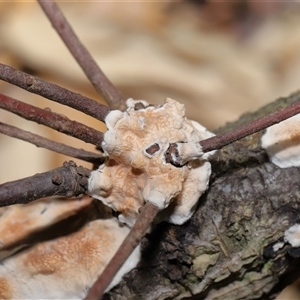 Byssomerulius corium at Yarralumla, ACT - 10 Dec 2024 01:06 PM