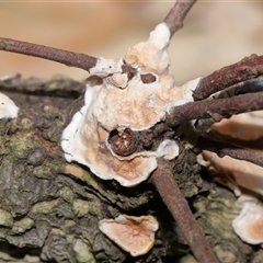 Byssomerulius corium at Yarralumla, ACT - 10 Dec 2024 01:06 PM