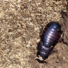 Panesthia australis (Common wood cockroach) at Tirrannaville, NSW - 20 Dec 2024 by trevorpreston