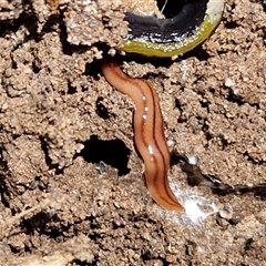 Anzoplana trilineata (A Flatworm) at Tirrannaville, NSW - 20 Dec 2024 by trevorpreston