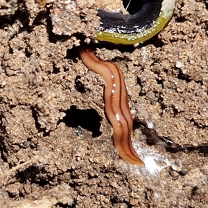 Anzoplana trilineata (A Flatworm) at Tirrannaville, NSW by trevorpreston