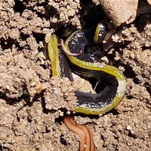 Caenoplana bicolor (Two-tone Planarian) at Tirrannaville, NSW by trevorpreston