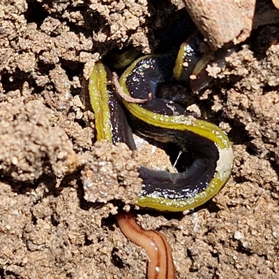 Caenoplana variegata (Two-tone Planarian) at Tirrannaville, NSW - 20 Dec 2024 by trevorpreston