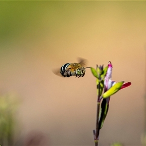 Amegilla (Zonamegilla) asserta (Blue Banded Bee) at Jerrabomberra, NSW by MarkT