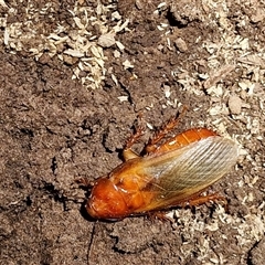 Panesthia australis (Common wood cockroach) at Tirrannaville, NSW - 20 Dec 2024 by trevorpreston