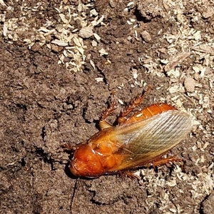 Panesthia australis (Common wood cockroach) at Tirrannaville, NSW by trevorpreston