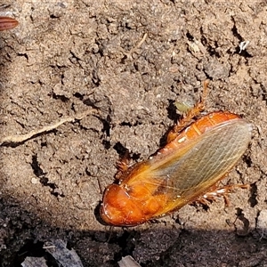 Panesthia australis at Tirrannaville, NSW - 20 Dec 2024