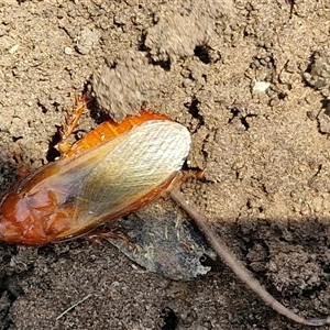 Panesthia australis at Tirrannaville, NSW - 20 Dec 2024