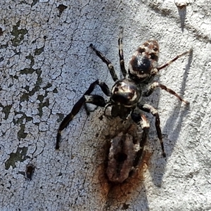 Sandalodes sp. (genus) (Unidentified Sandalodes) at Tirrannaville, NSW by trevorpreston