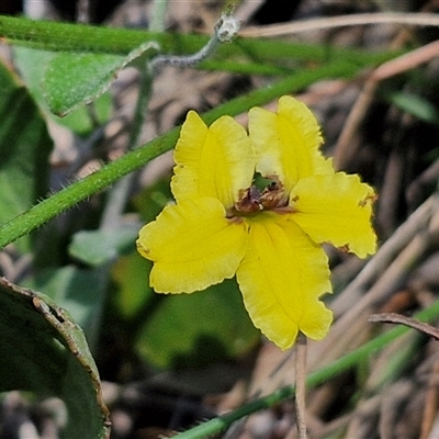 Goodenia hederacea subsp. hederacea at Tirrannaville, NSW - 20 Dec 2024 by trevorpreston