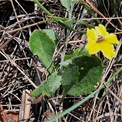 Goodenia hederacea subsp. hederacea at Tirrannaville, NSW - 20 Dec 2024