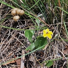 Goodenia hederacea subsp. hederacea at Tirrannaville, NSW - 20 Dec 2024