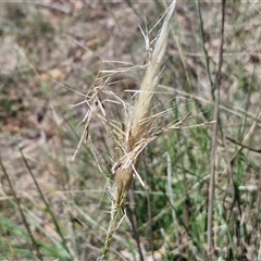 Austrostipa densiflora (Foxtail Speargrass) at Tirrannaville, NSW - 20 Dec 2024 by trevorpreston