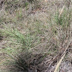 Austrostipa densiflora at Tirrannaville, NSW - 20 Dec 2024 02:27 PM