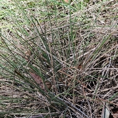 Austrostipa densiflora at Tirrannaville, NSW - 20 Dec 2024 02:27 PM