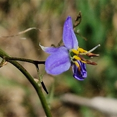 Dianella revoluta var. revoluta (Black-Anther Flax Lily) at Tirrannaville, NSW - 20 Dec 2024 by trevorpreston