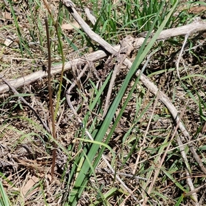 Dianella revoluta var. revoluta at Tirrannaville, NSW - 20 Dec 2024 02:26 PM