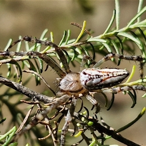 Plebs bradleyi (Enamelled spider) at Tirrannaville, NSW by trevorpreston