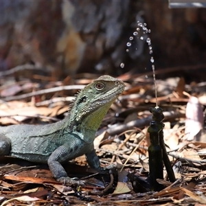 Intellagama lesueurii howittii at Acton, ACT - 8 Dec 2024 11:20 AM