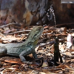 Intellagama lesueurii howittii at Acton, ACT - 8 Dec 2024 11:20 AM