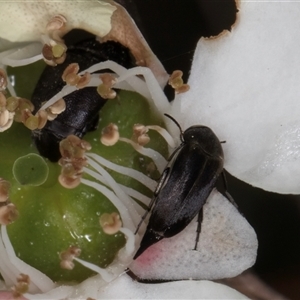 Mordellidae (family) (Unidentified pintail or tumbling flower beetle) at Melba, ACT by kasiaaus